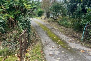 Overgrown track before a long tarmac driveway was laid